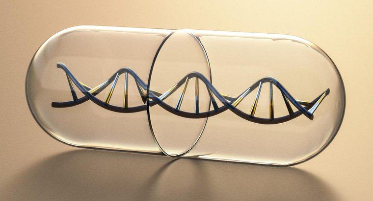 Điều gì tạo nên các mặt của bậc thang của một phân tử DNA?