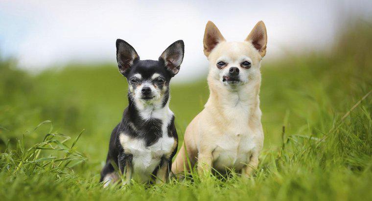 Giá chó Chihuahua là bao nhiêu?