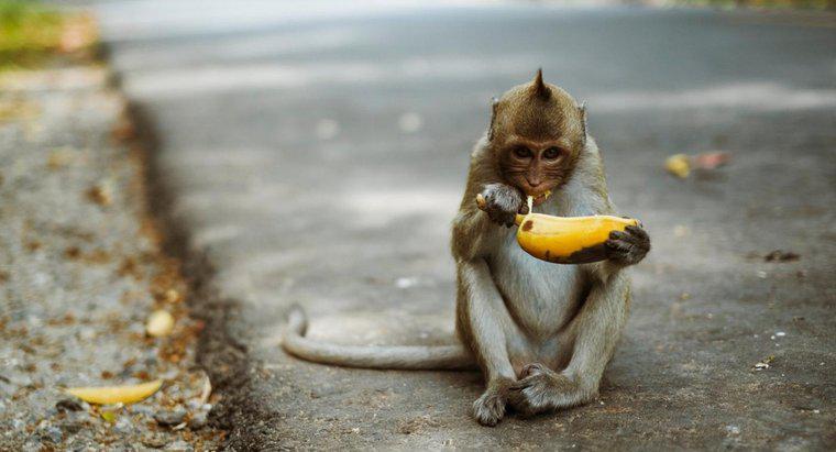 Khỉ ăn loại thức ăn nào?