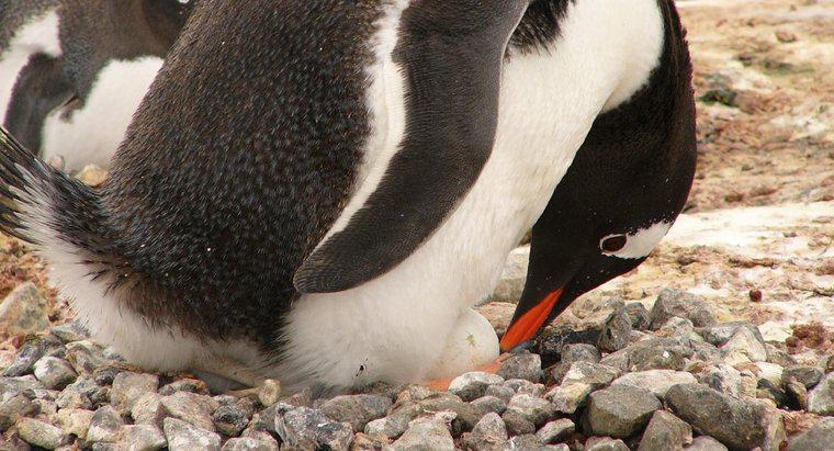 Chim cánh cụt đẻ bao nhiêu trứng?