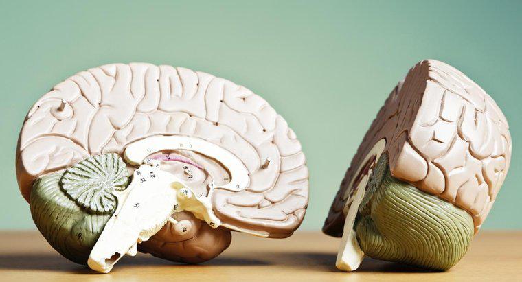 Điều gì kết nối hai bán cầu não?
